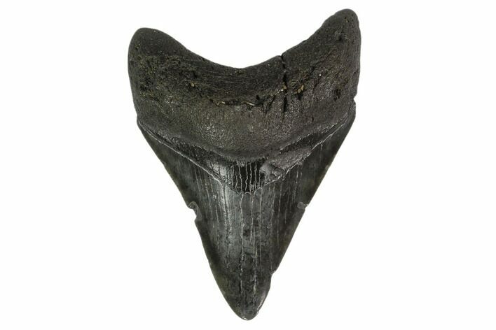 Fossil Megalodon Tooth - South Carolina #130791